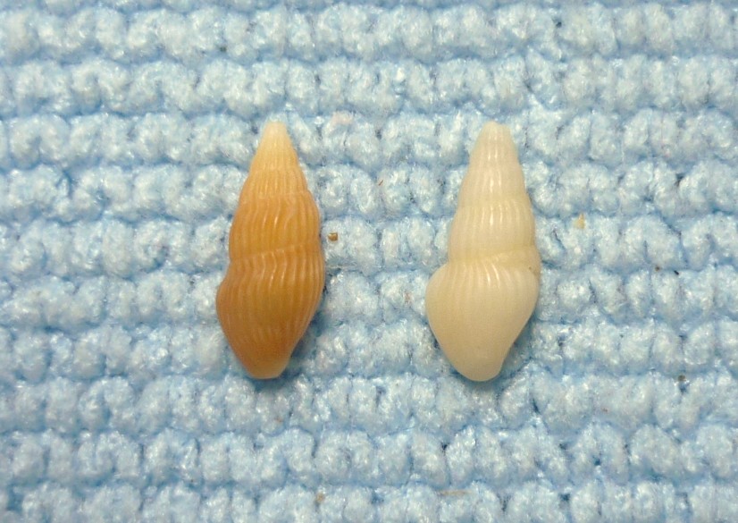 Crassopleura maravignae